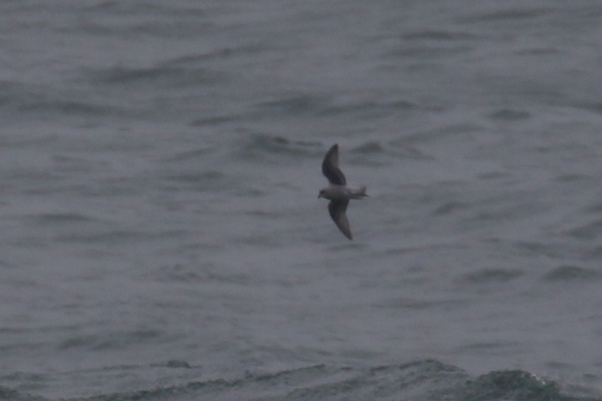 Fork-tailed Storm-Petrel - Greg Scyphers