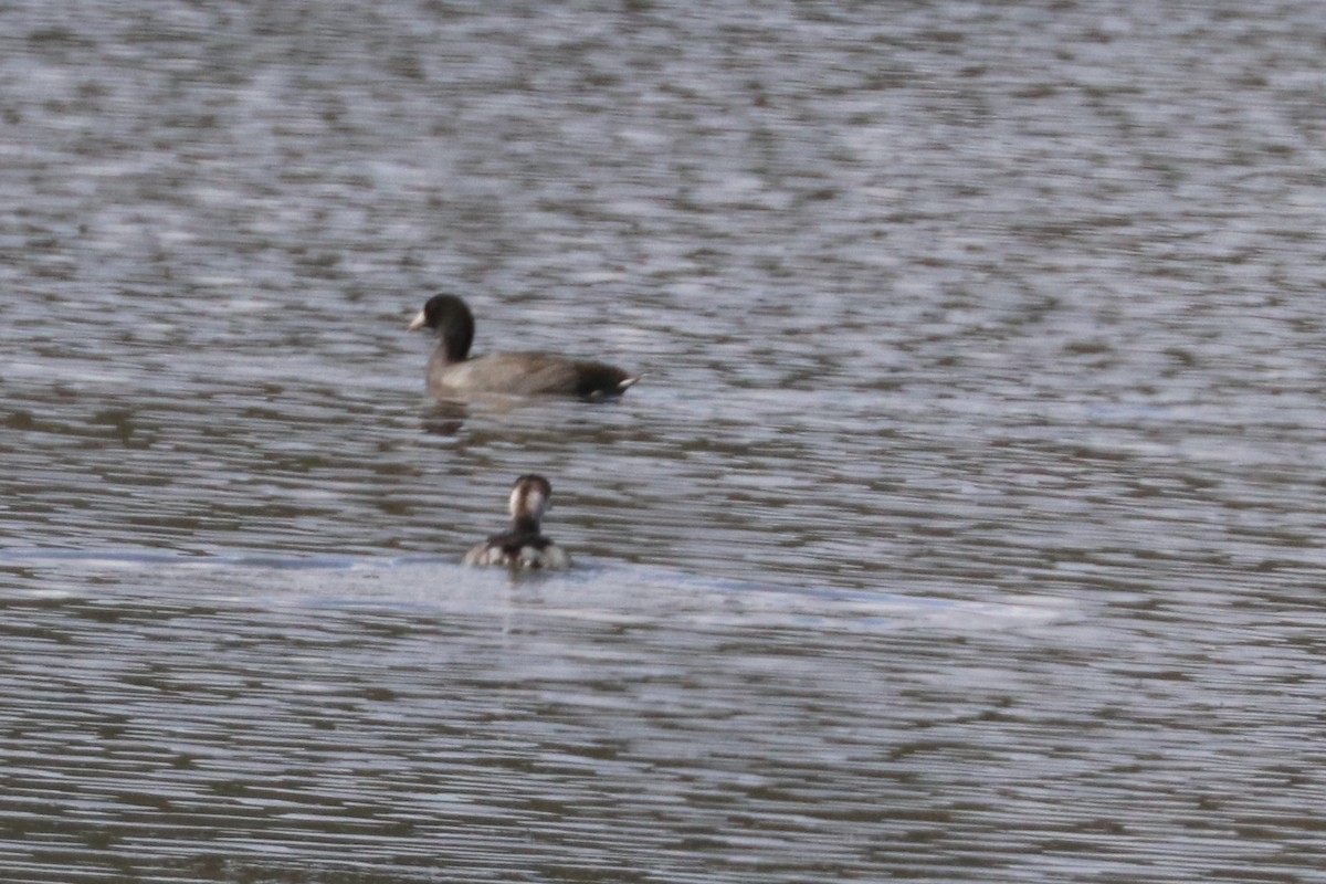 Horned Grebe - ML176781451