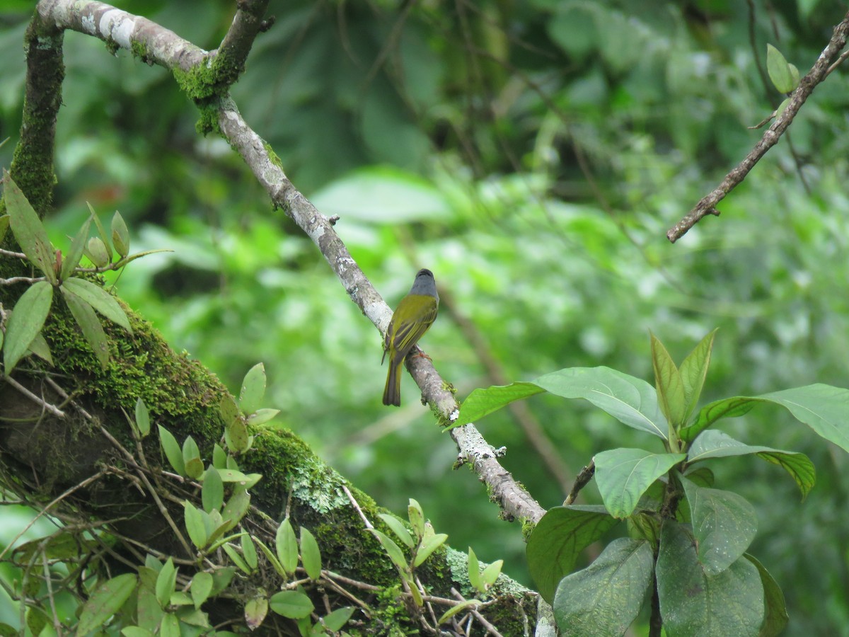 Gray-headed Canary-Flycatcher - Selvaganesh K