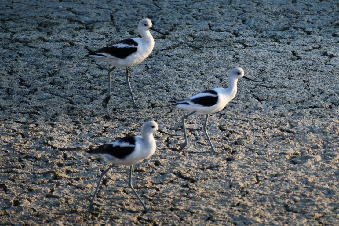 American Avocet - ML176783141