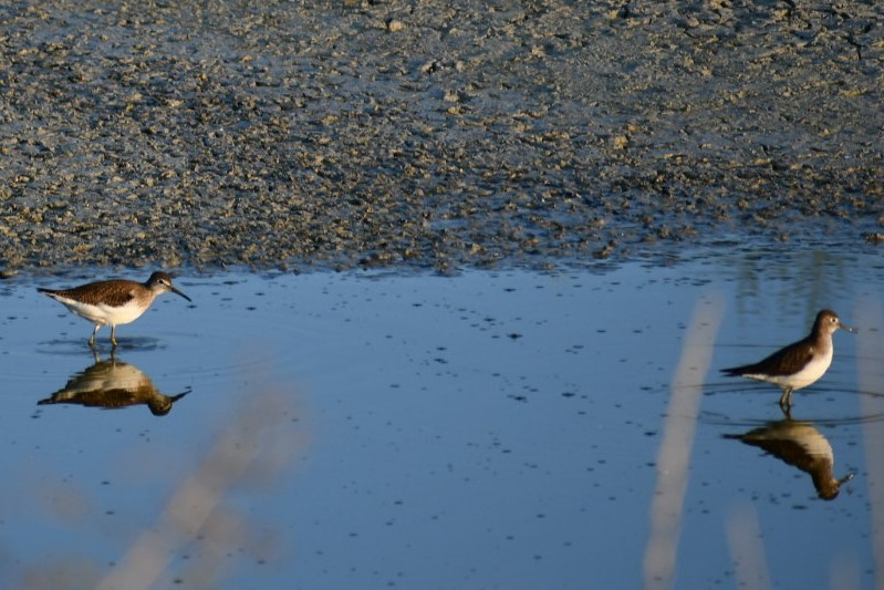 Solitary Sandpiper - ML176783181