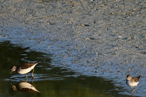 Solitary Sandpiper - ML176783381
