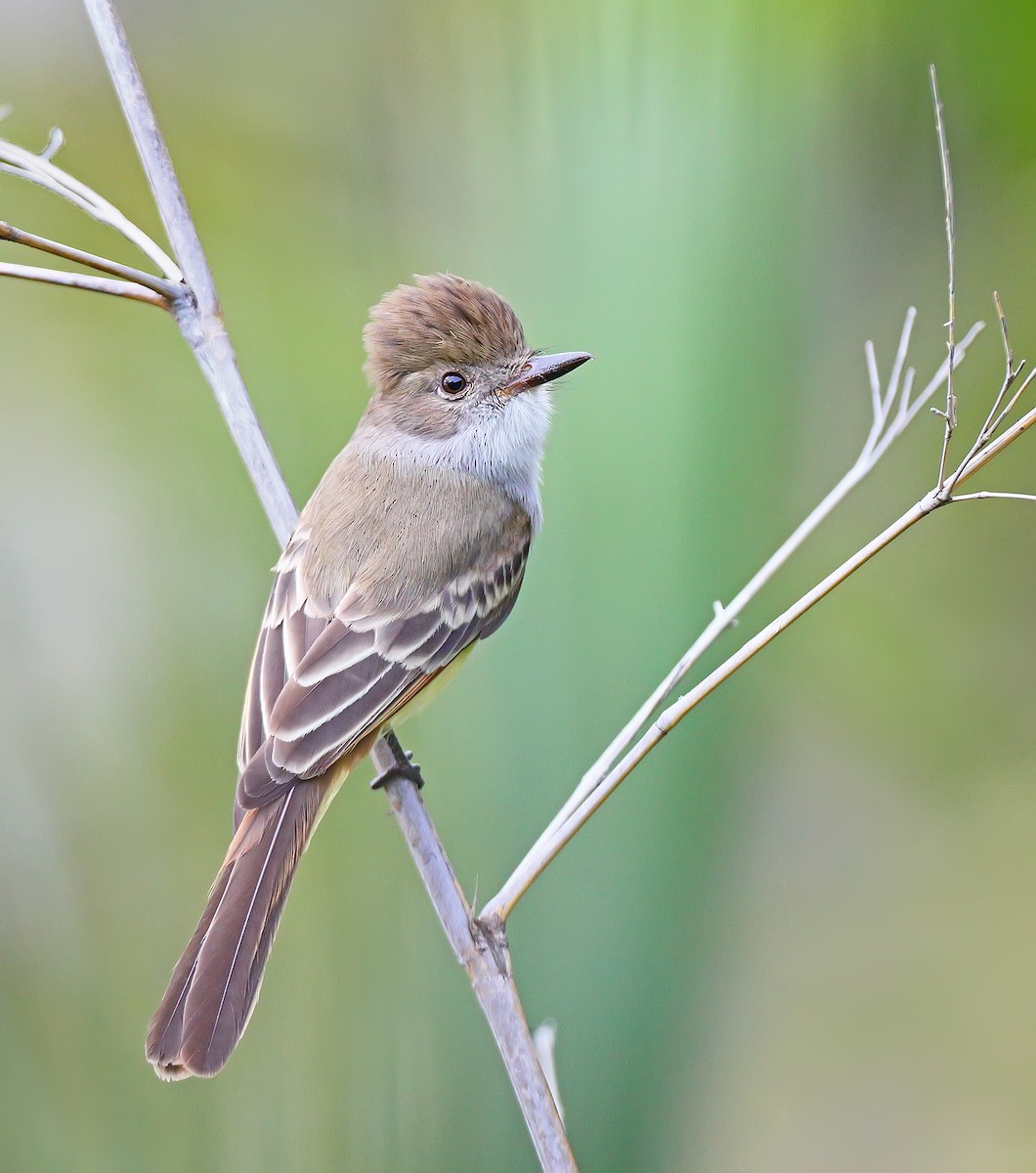 Nutting's Flycatcher - ML176784991