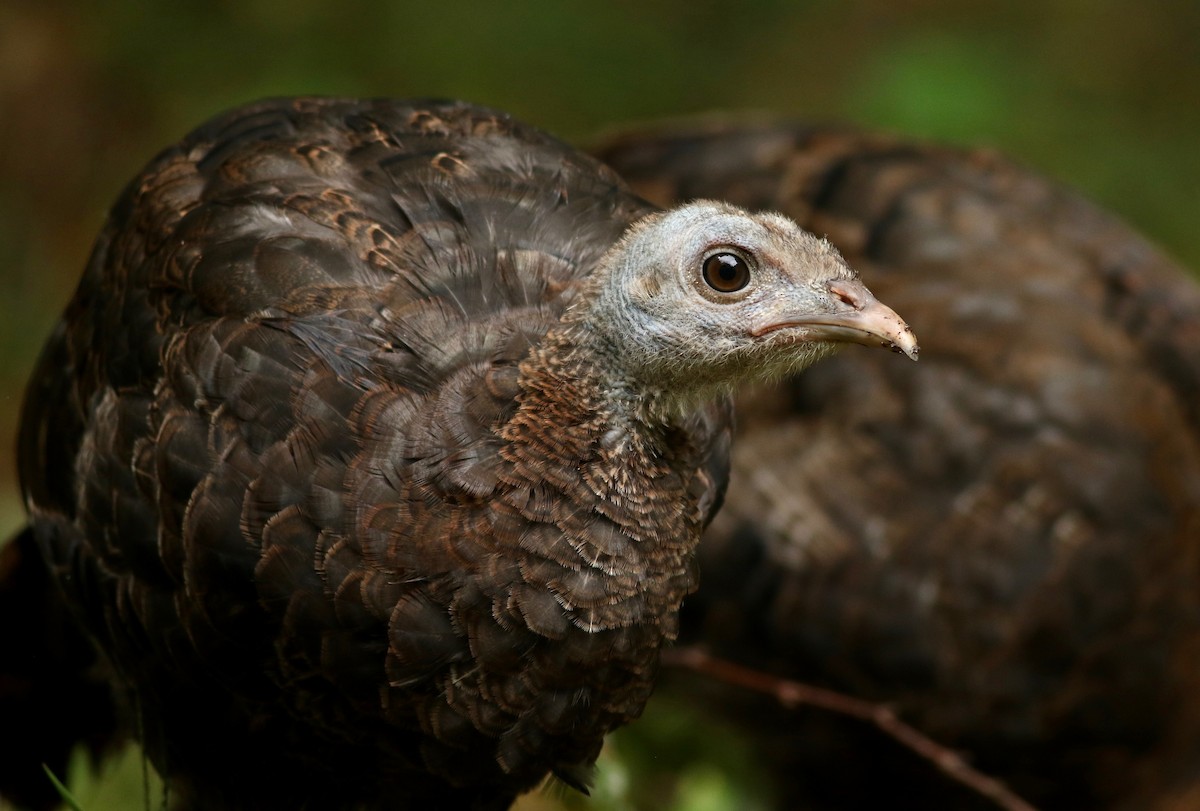 Wild Turkey - ML176785261