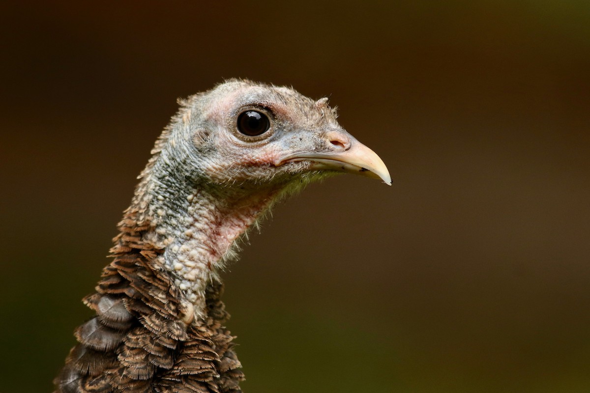 Wild Turkey - ML176785271