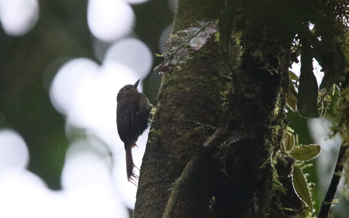 Wedge-billed Woodcreeper - ML176785711