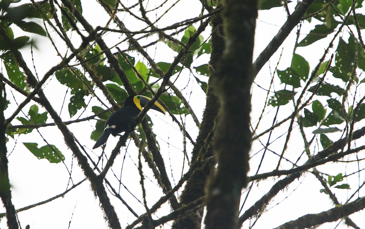 Yellow-throated Toucan - ML176785821