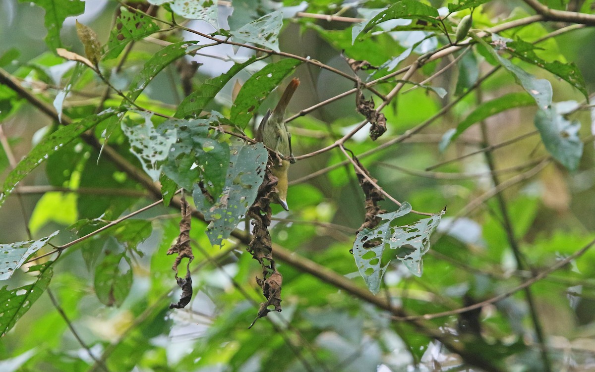 Buff-fronted Foliage-gleaner - ML176785921