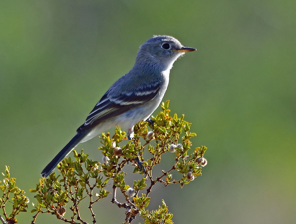 Gray Flycatcher - ML176785941