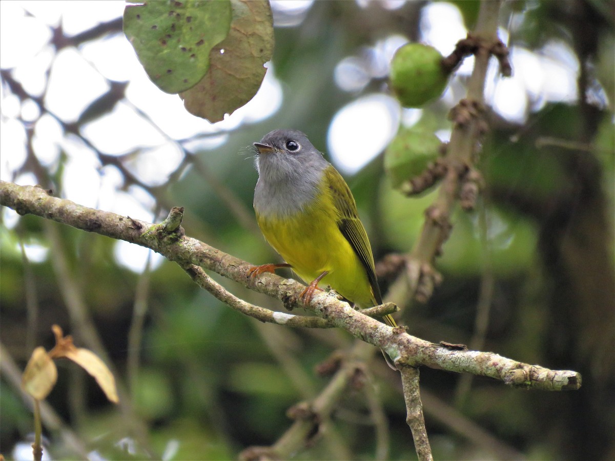 Gray-headed Canary-Flycatcher - ML176786891