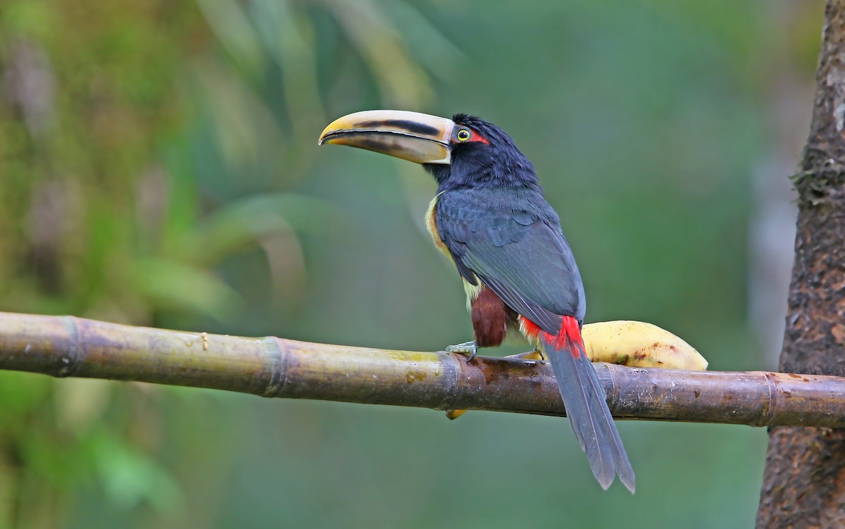 Collared Aracari - Christoph Moning