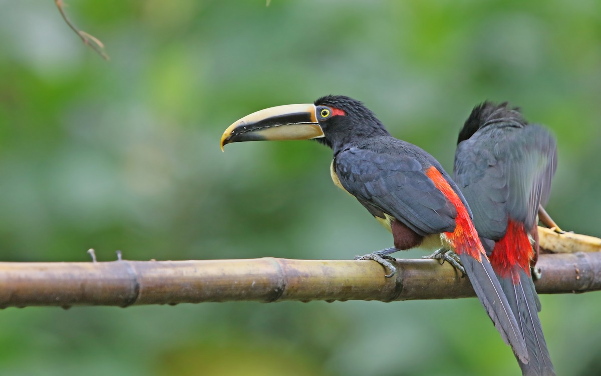 Collared Aracari - ML176787831