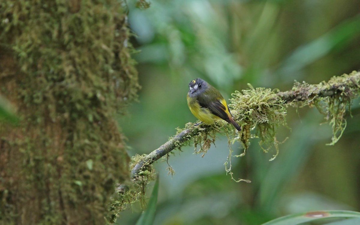 Ornate Flycatcher - ML176790351