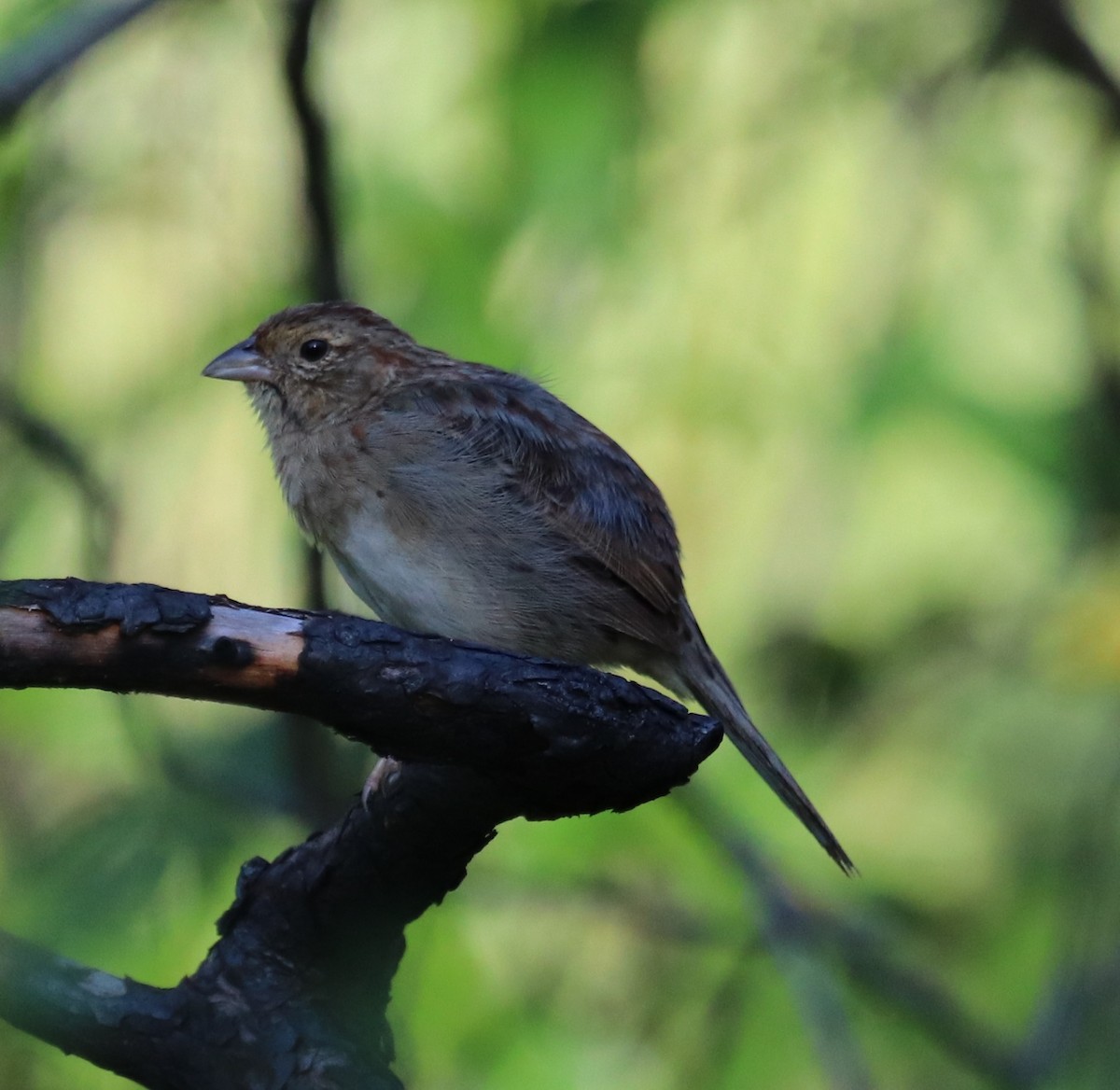 Bachman's Sparrow - ML176790391