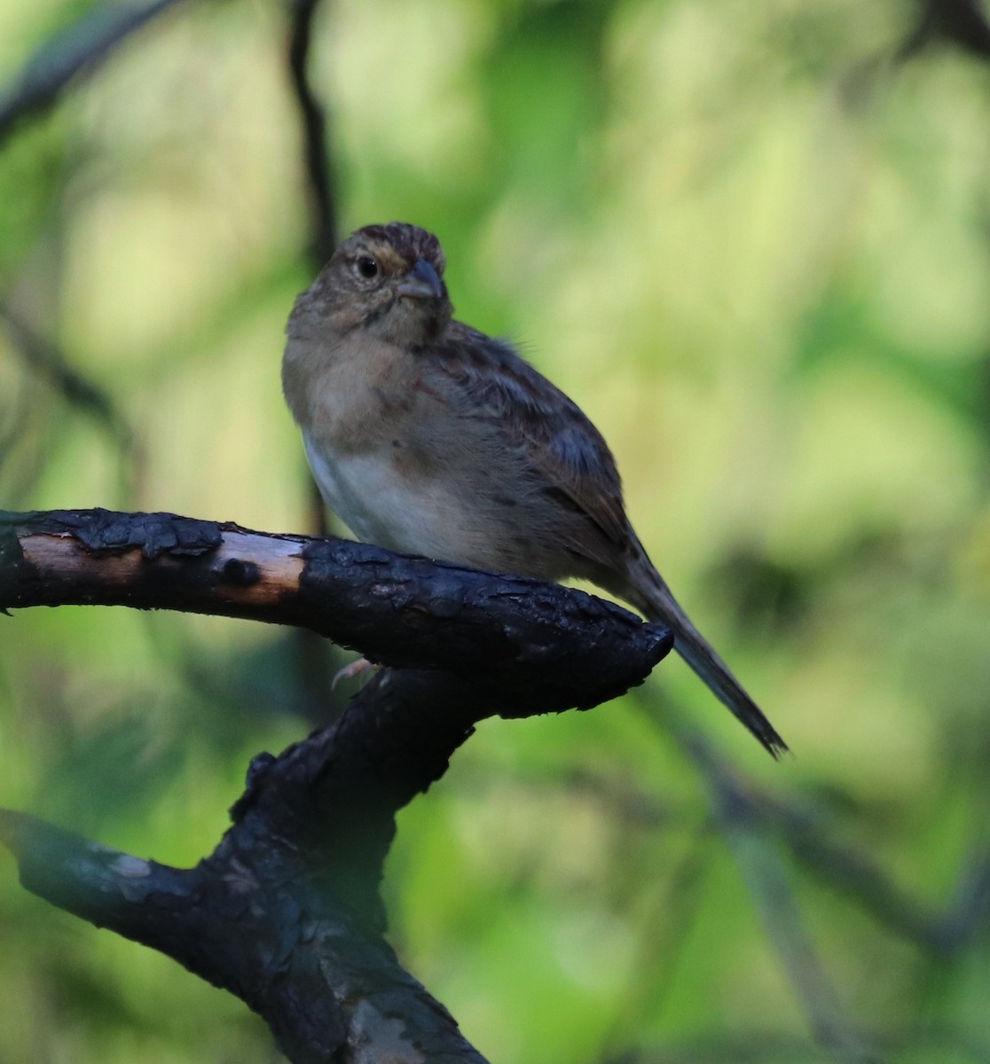 Bachman's Sparrow - ML176790401