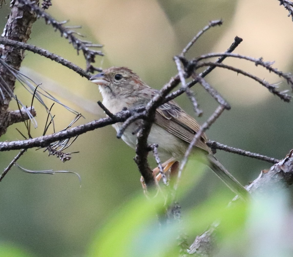 Bachman's Sparrow - ML176790421