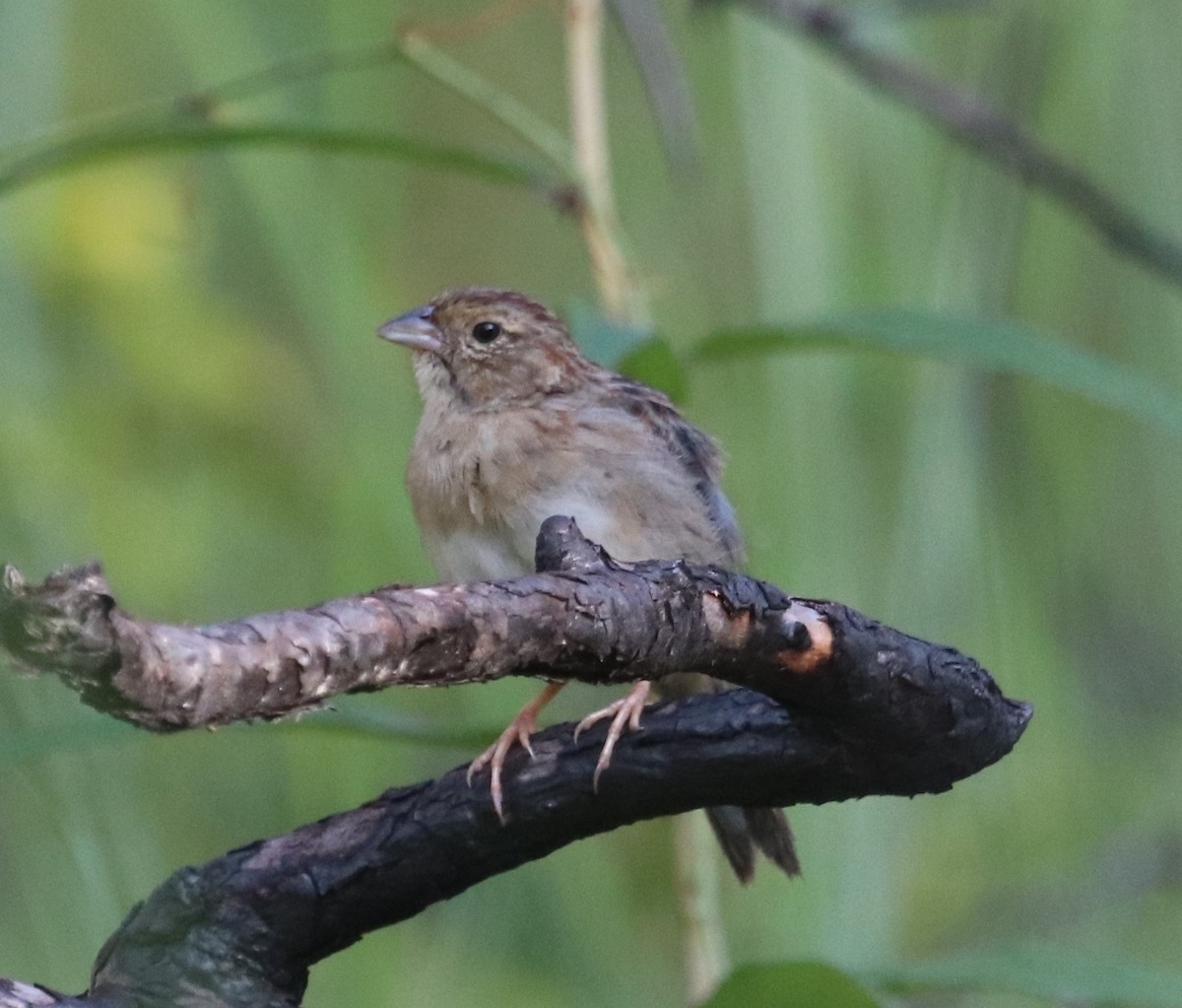 Bachman's Sparrow - ML176790441