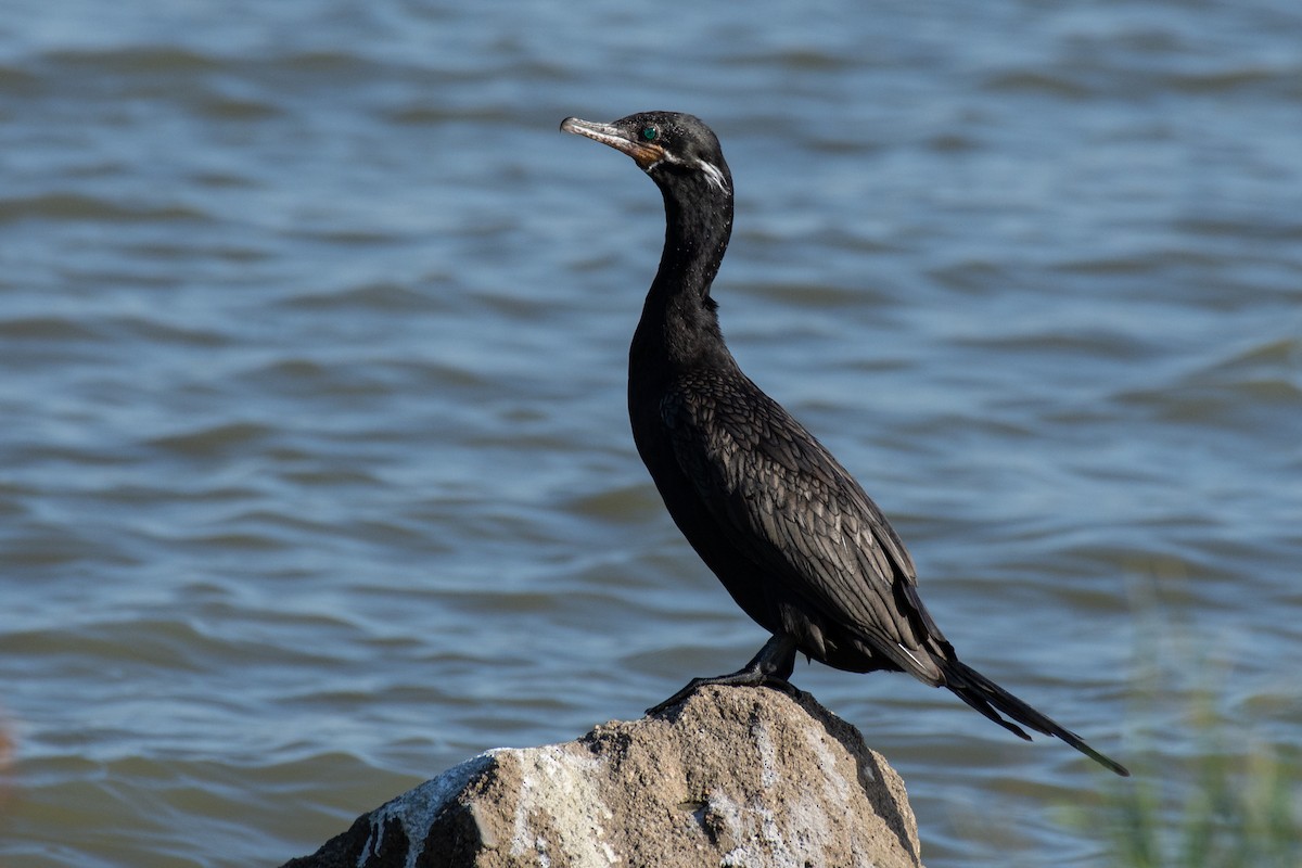 Neotropic Cormorant - ML176790691