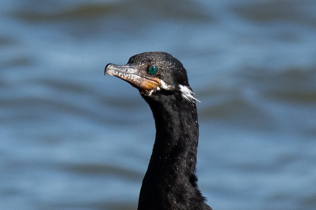 Neotropic Cormorant - Michael Pelc