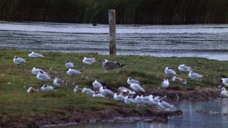 Yellow-legged Gull (michahellis) - ML176790911