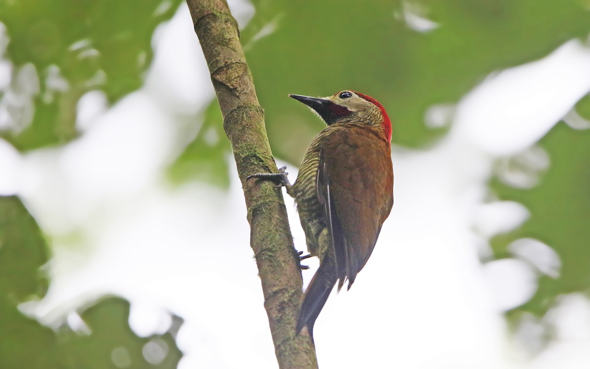 Golden-olive Woodpecker - ML176791101