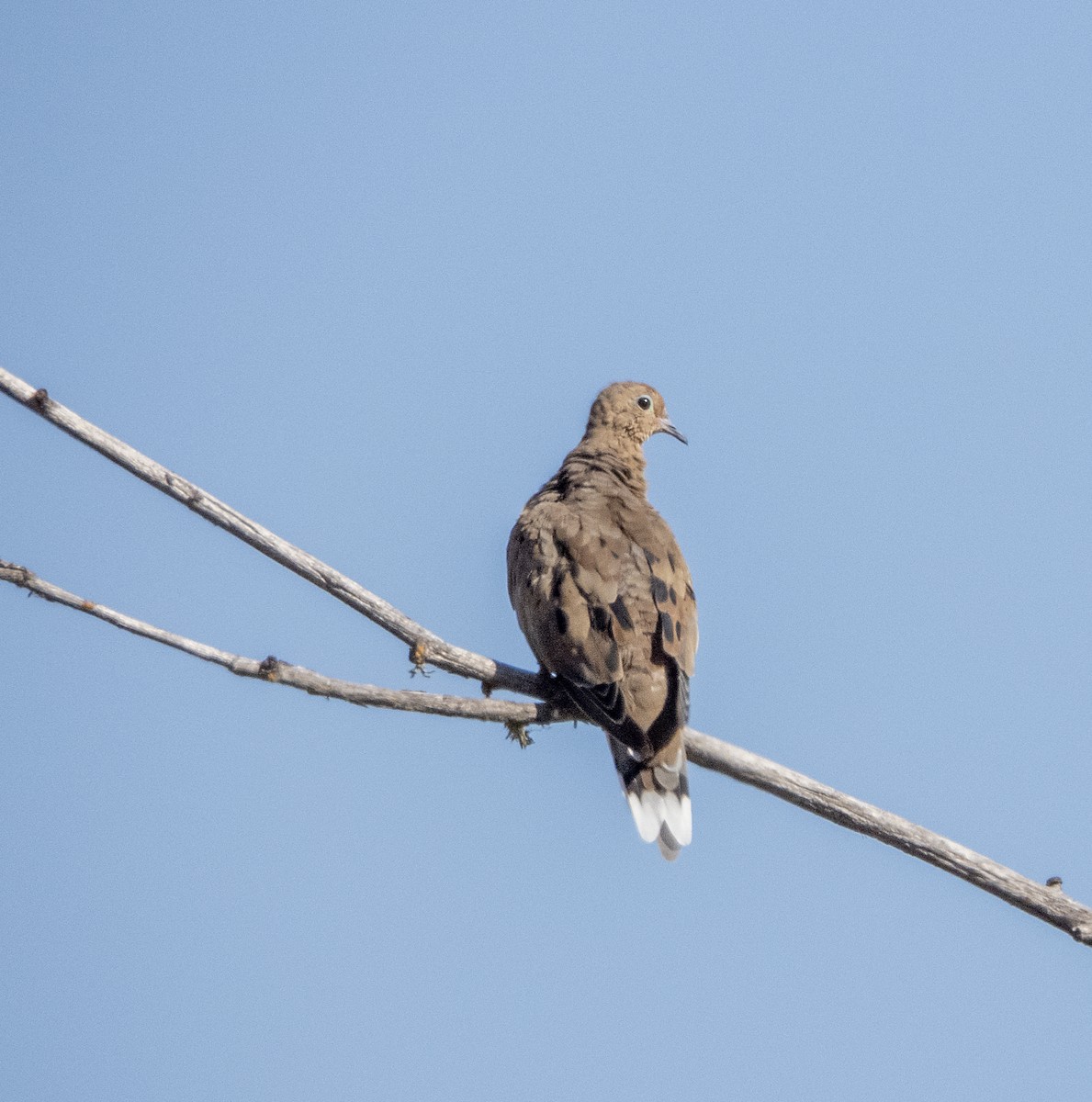 Mourning Dove - Norman Pillsbury