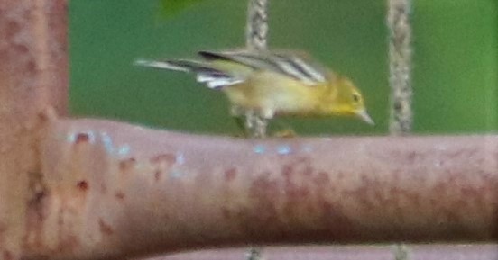 Pine Warbler - valerie heemstra