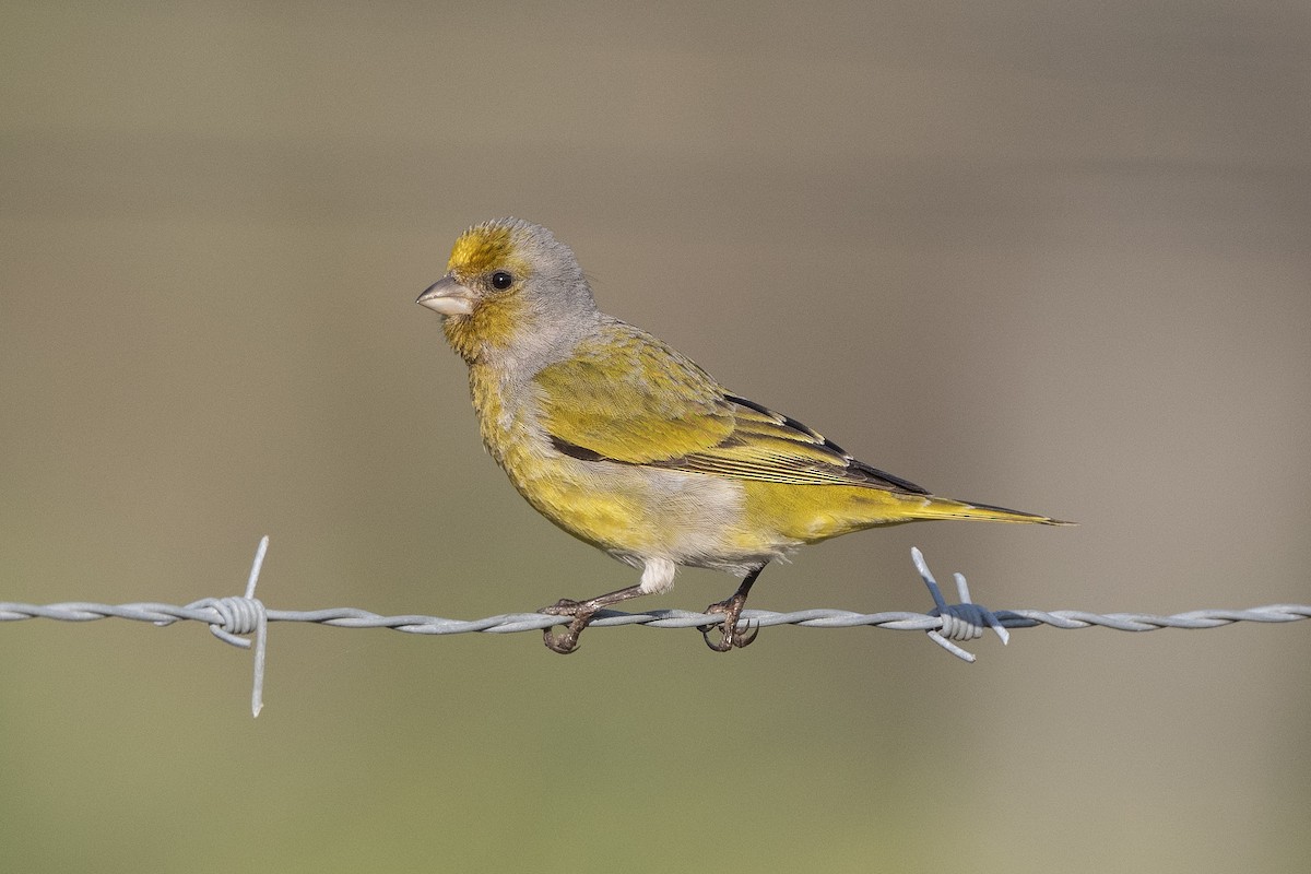 Cape Canary - Peter Hawrylyshyn