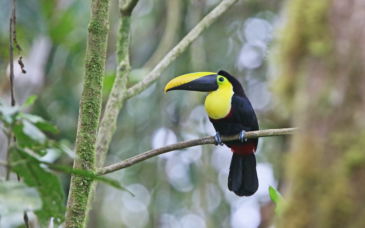 Choco Toucan - Christoph Moning