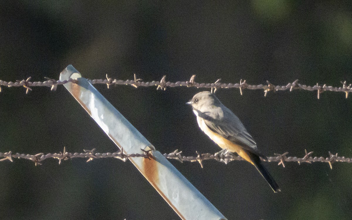 Mosquero Llanero - ML176792671