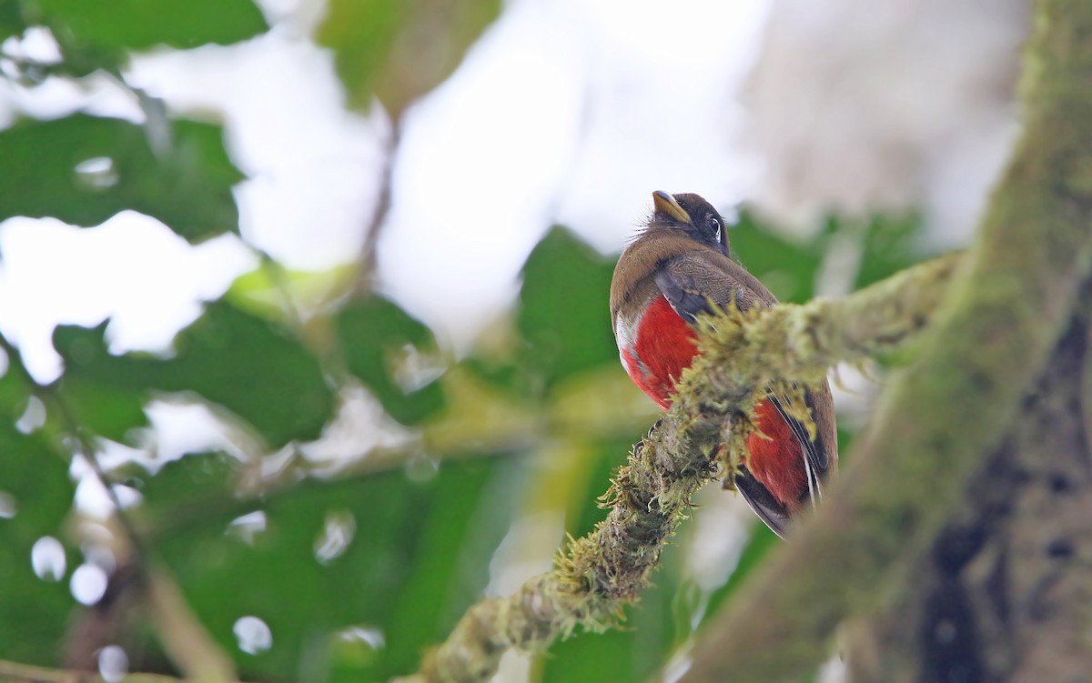 Collared Trogon - ML176793351