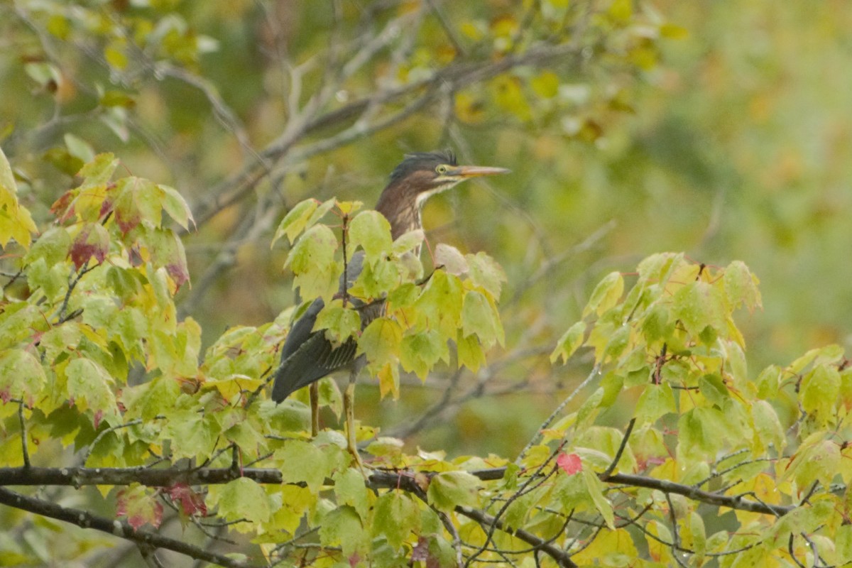 Green Heron - ML176793821