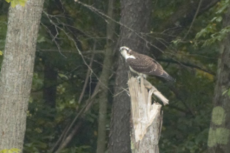 Osprey - ML176793851