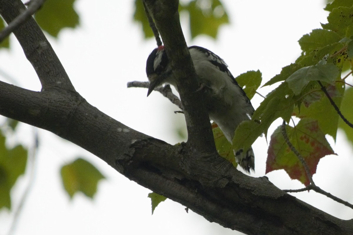 Downy Woodpecker - ML176793951