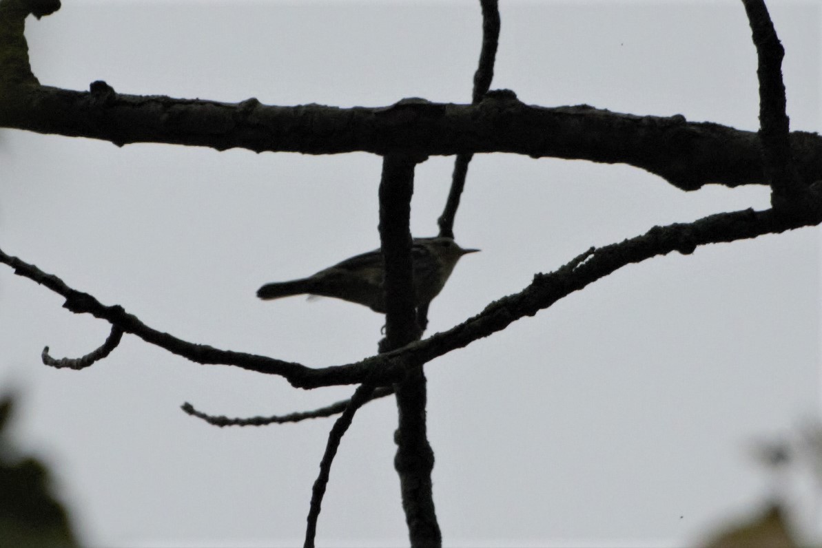 Black-and-white Warbler - ML176794161