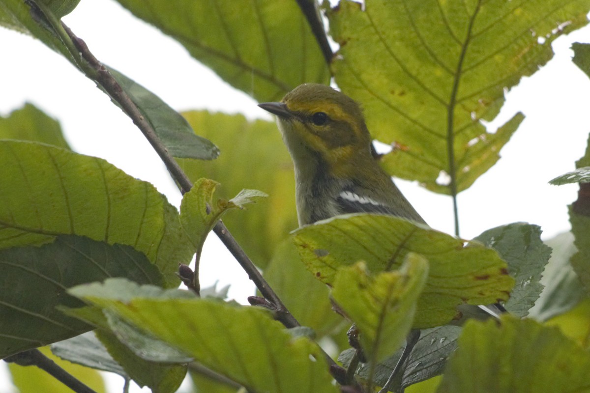 Black-throated Green Warbler - ML176794171