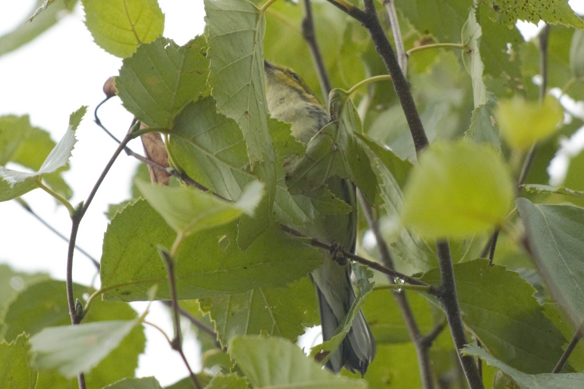 Black-throated Green Warbler - ML176794181