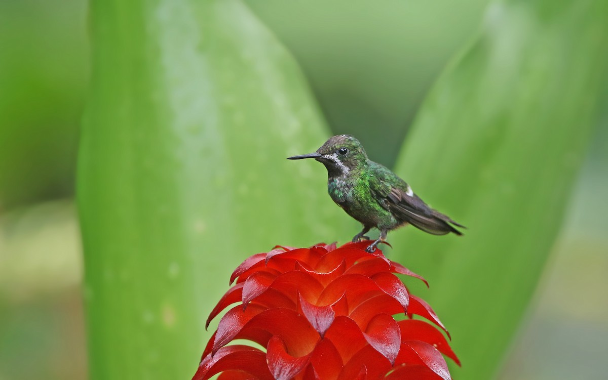 Green Thorntail - Christoph Moning