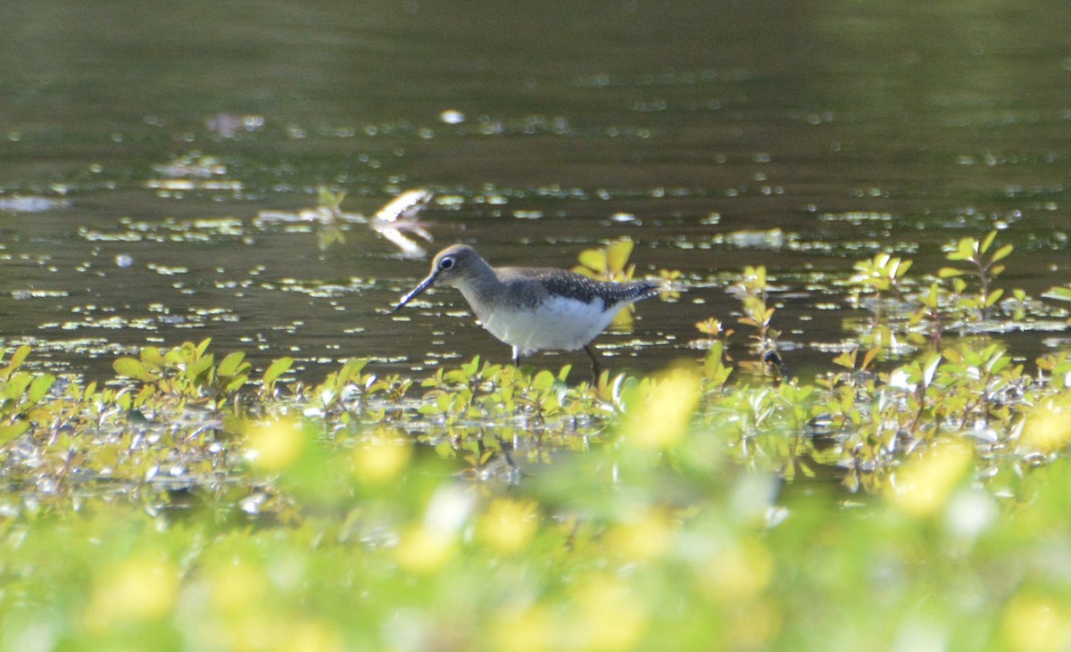 コシグロクサシギ - ML176794441