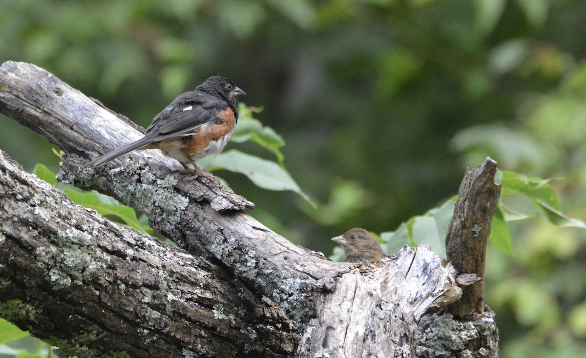 Eastern Towhee - ML176794501