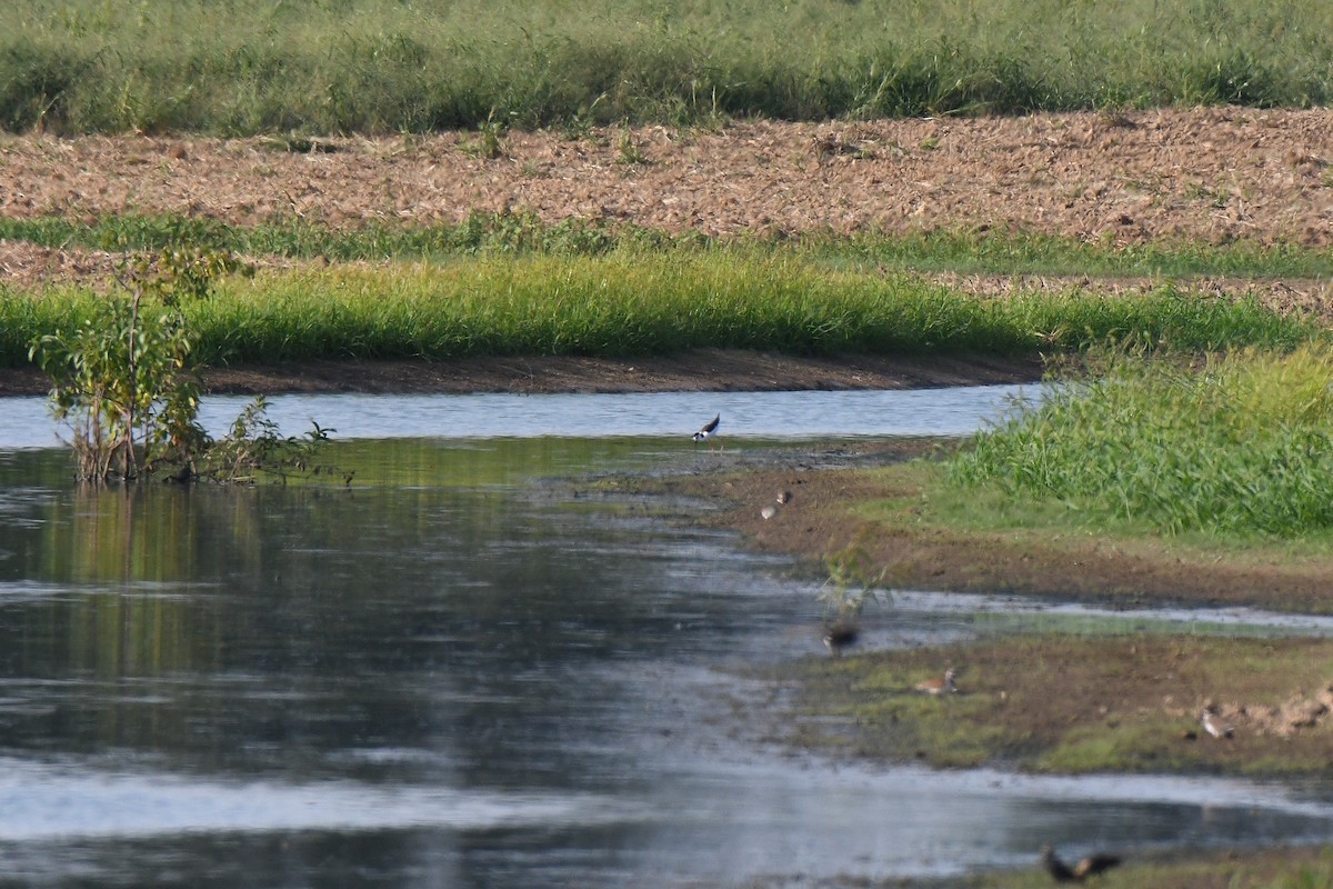 Black-necked Stilt - Sherry Burnett