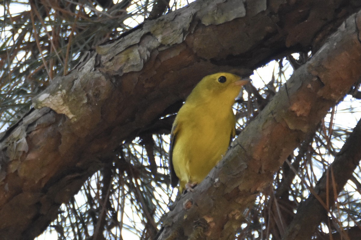 Wilson's Warbler - Tammy Brown