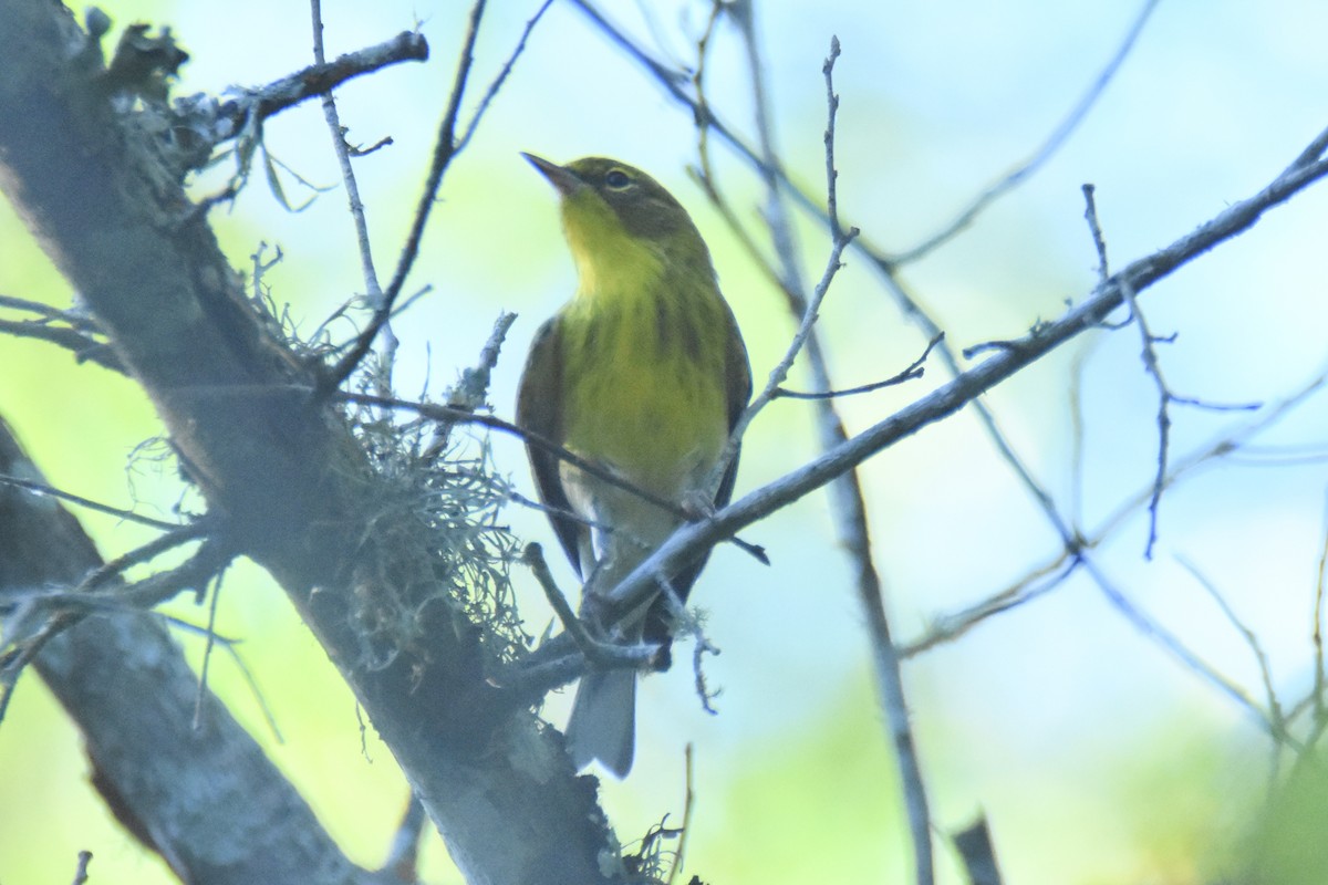 Pine Warbler - ML176795381