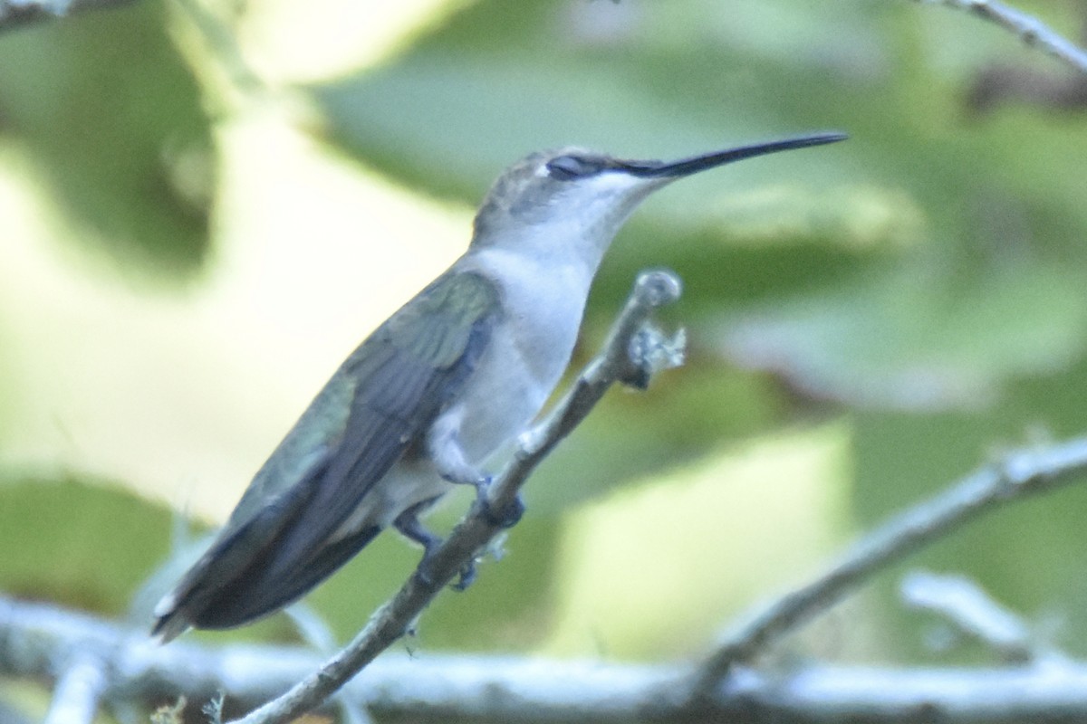 Ruby-throated Hummingbird - ML176795661