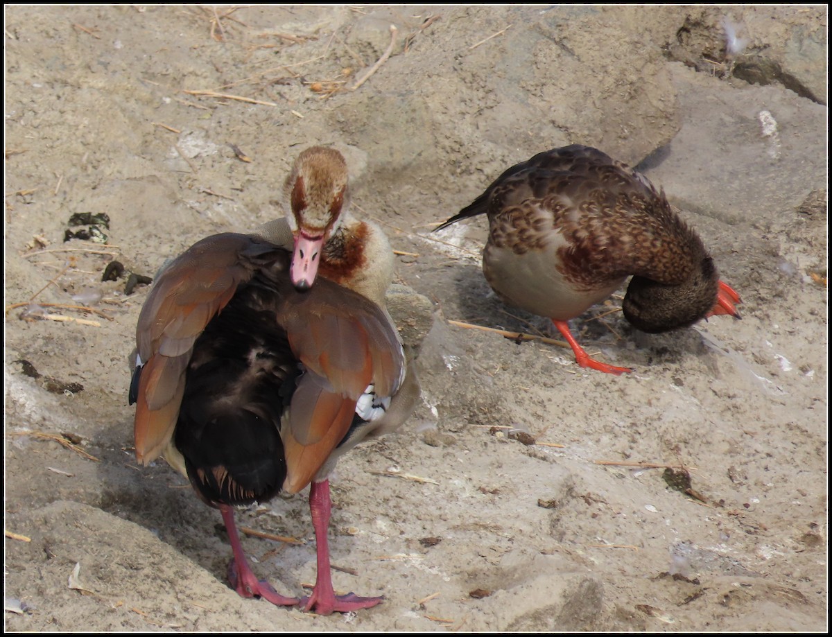 Egyptian Goose - ML176795861