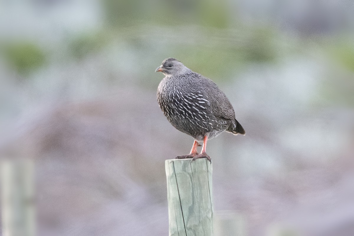 Cape Spurfowl - Peter Hawrylyshyn
