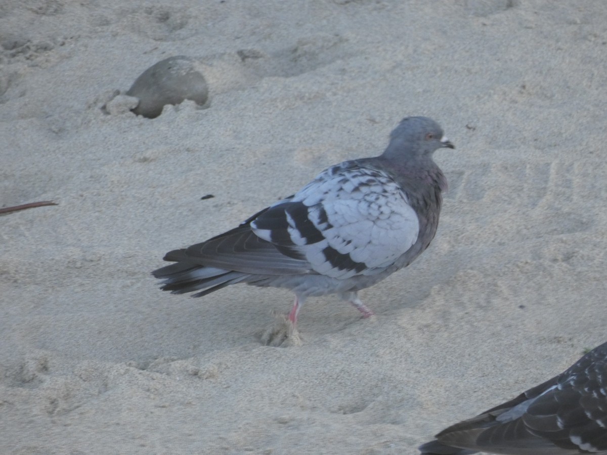 Rock Pigeon (Feral Pigeon) - ML176796421