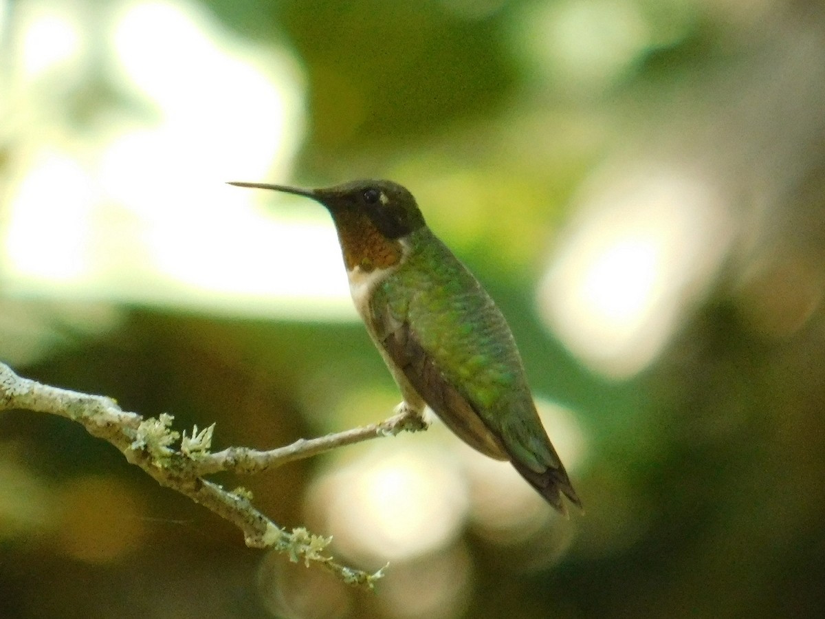 Ruby-throated Hummingbird - Ezekiel Dobson