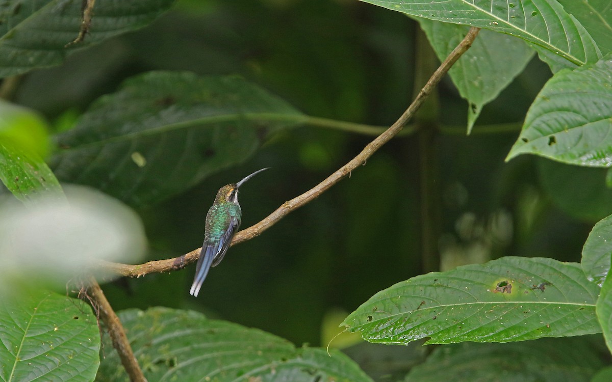 White-whiskered Hermit - ML176799621