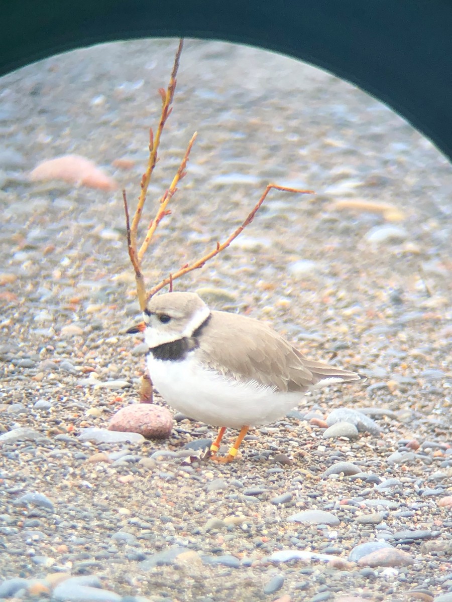 Piping Plover - ML176800711